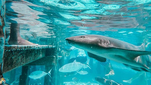 Shark Feeding off of dock in the Bahamas